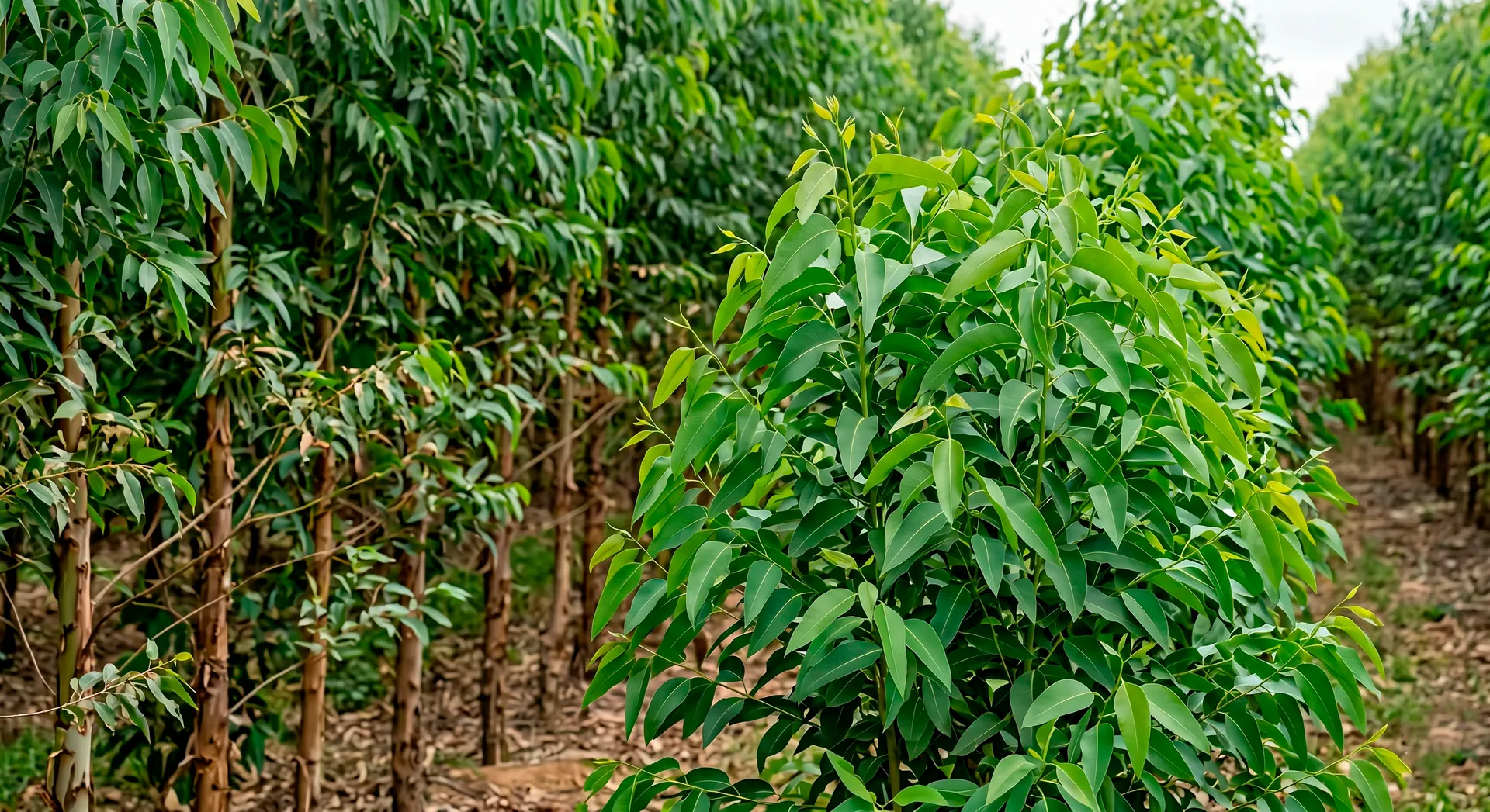 Controle de Pragas — BR Drones Agricultura, Itapeva-SP